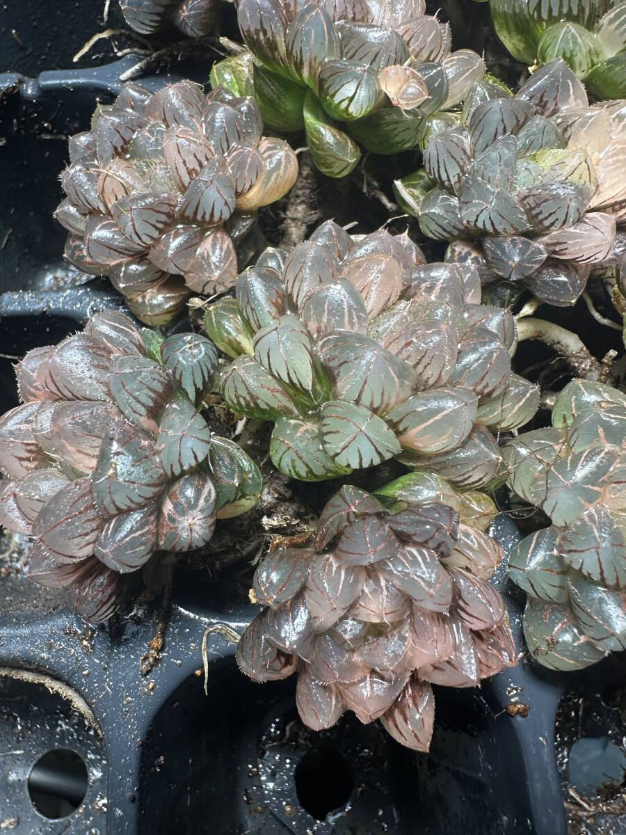 多肉植物　ハオルチア　緋桃オブツーサ錦　糊斑　鮮明錦　ピンク系　超美品 多肉植物 ハオルチア 緋桃オブツーサ錦 糊斑 鮮明錦 ピンク系 超美品