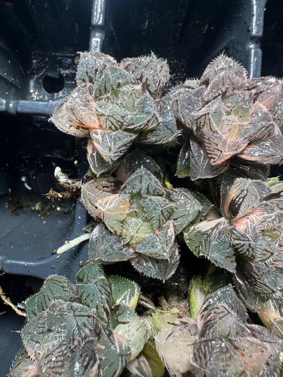 19AAA ハオルチア　多肉植物　白蓮花Xダビディ錦糊斑　自家繁殖 19AAA ハオルチア 多肉植物 白蓮花Xダビディ錦糊斑 自家繁殖