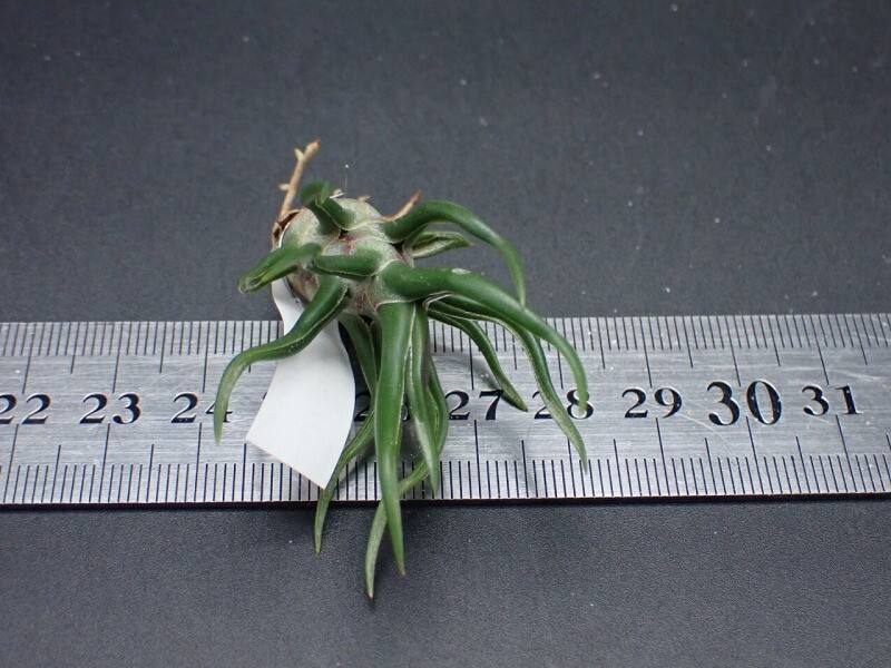 【訳あり】ブルボーサ　タイニーダンサー　Bulbosa tiny dancer 現品】チランジア・ブルボーサ・タイニーダンサー T. bulbosa