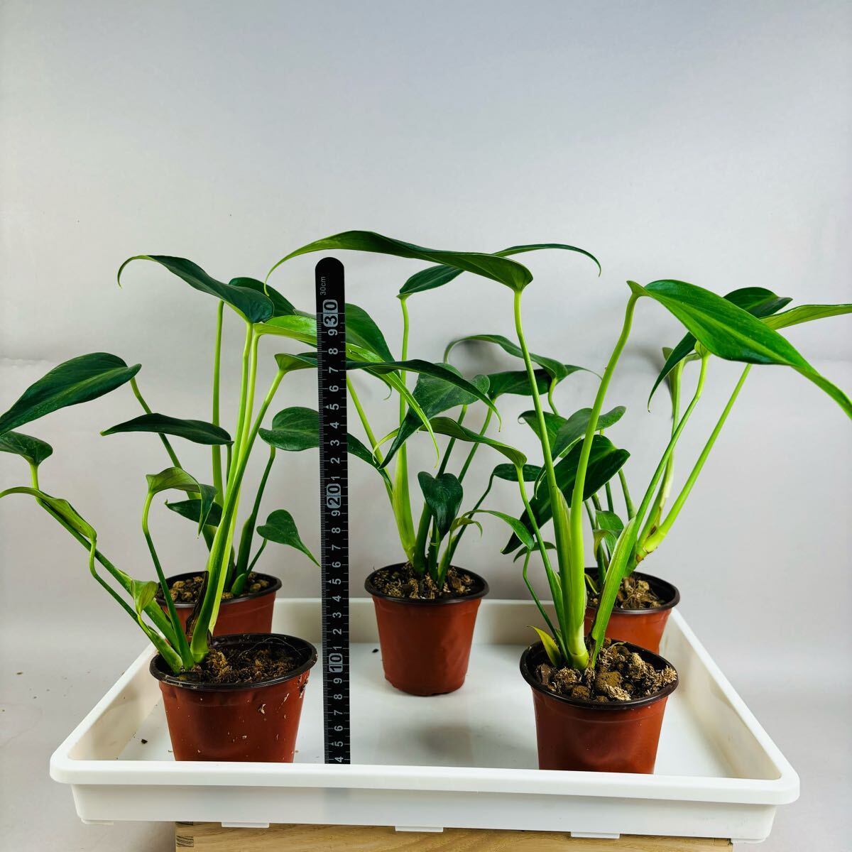 モンステラ バールマルクスフレーム 支柱、鉢、受け皿付き [格安