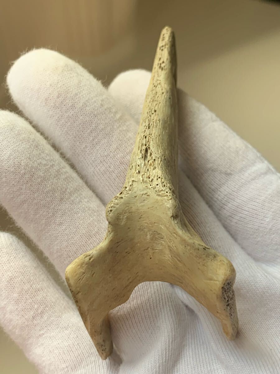 縄文時代 出土品 骨角器 骨製首飾り 古墳副葬品石器土器遺跡弥生勾玉根付髑髏彫刻ガンダーラエジプト古代印章翡翠大珠菅玉化石古銭人骨_画像7