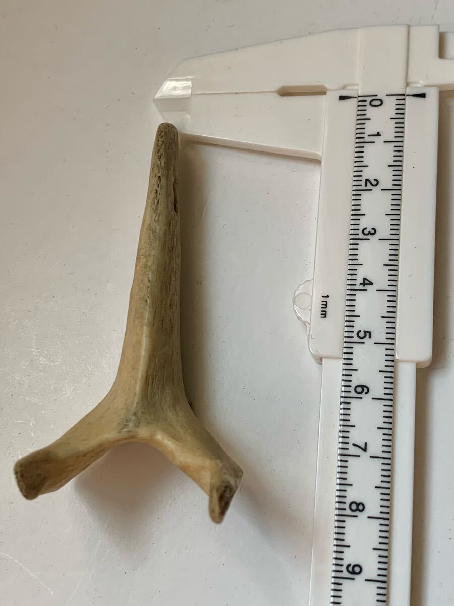 縄文時代 出土品 骨角器 骨製首飾り 古墳副葬品石器土器遺跡弥生勾玉根付髑髏彫刻ガンダーラエジプト古代印章翡翠大珠菅玉化石古銭人骨_画像9