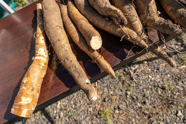 タピオカスターチ 1kg×3袋 小麥ソムリエの底力 タピオカでん粉 淀粉 業(yè)務(wù)用 制菓材料 洋粉 國內(nèi)加工 タピオカ粉