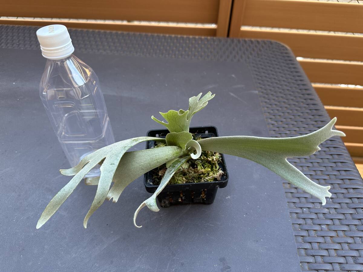 ビカクシダ P.Gabriel ガブリエル from晴花鹿苑 オリジナルpup