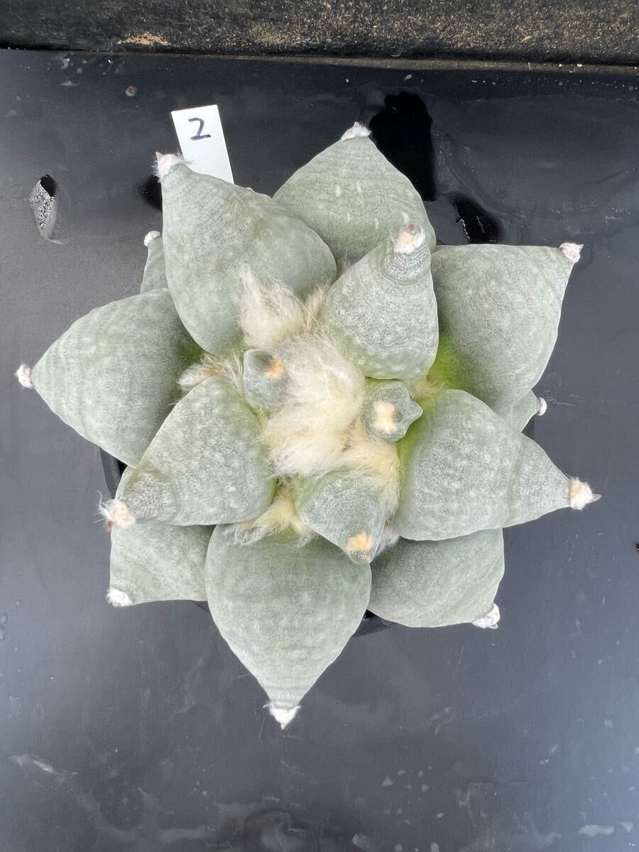 2 サボテン 青磁牡丹 牡丹（実生・抜き苗発送）