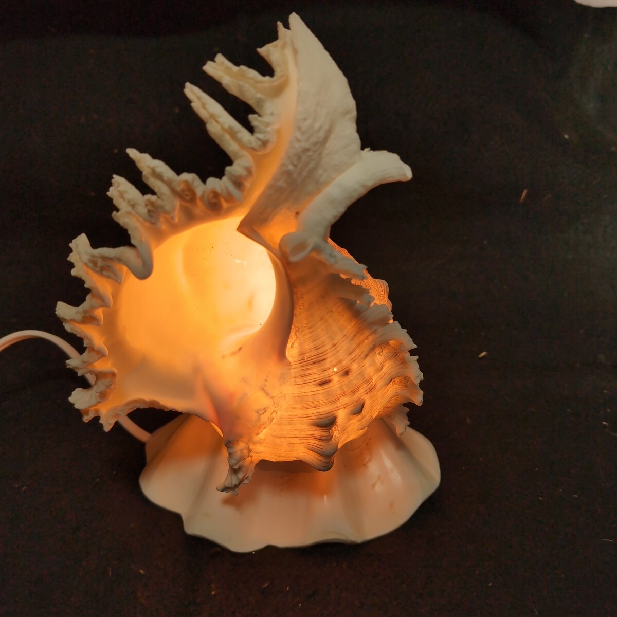 ■未使用■テング貝のランプ■シェルランプ■_画像3