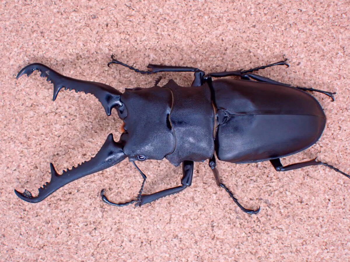 ギラファノコギリ（フローレス島）♂99㎜ペア・・・33