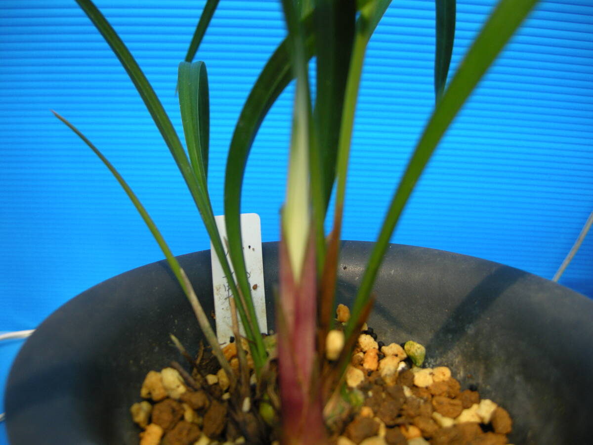 寒蘭　　銘品　月輪　　　　