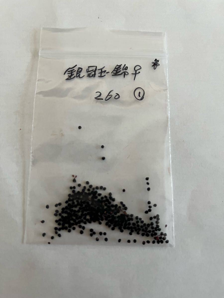 サボテン　銀冠玉錦♀種子260粒①