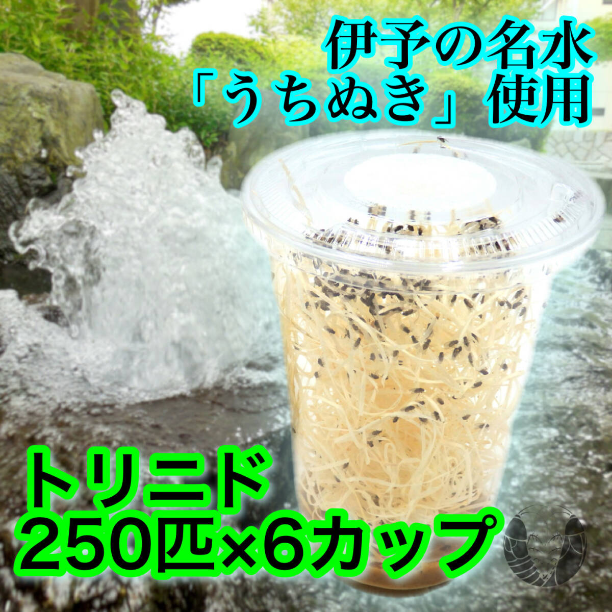 [1500 шт ]tolinidoshoujoubae&#34; полет отсутствует &#34;(Drosophila sp. &#34;flightless&#34;)