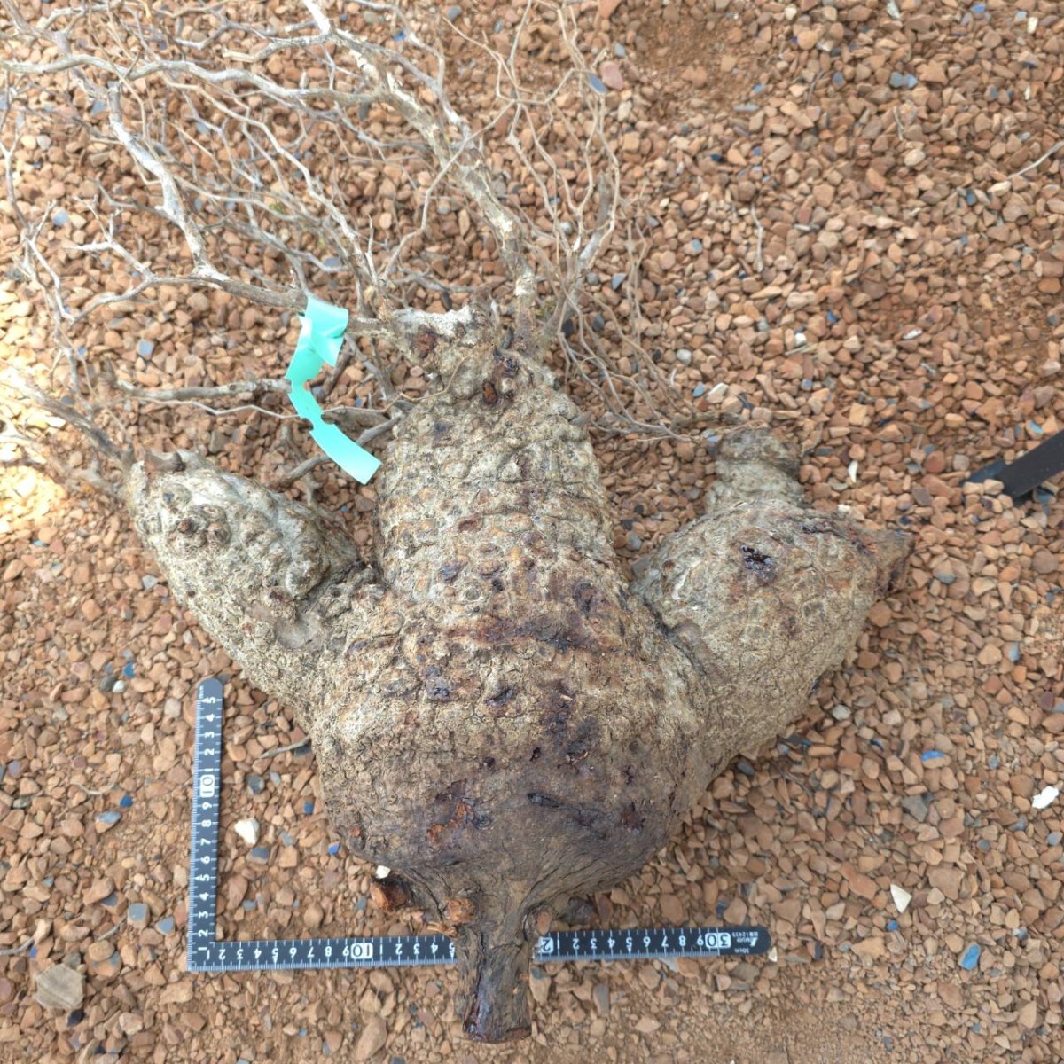 7/18着 V44 ベアルート パキプス オペルクリカリア 塊根植物 観葉植物 ベアルート 未発根 多肉植物 グラキリス アガベ コーデックス