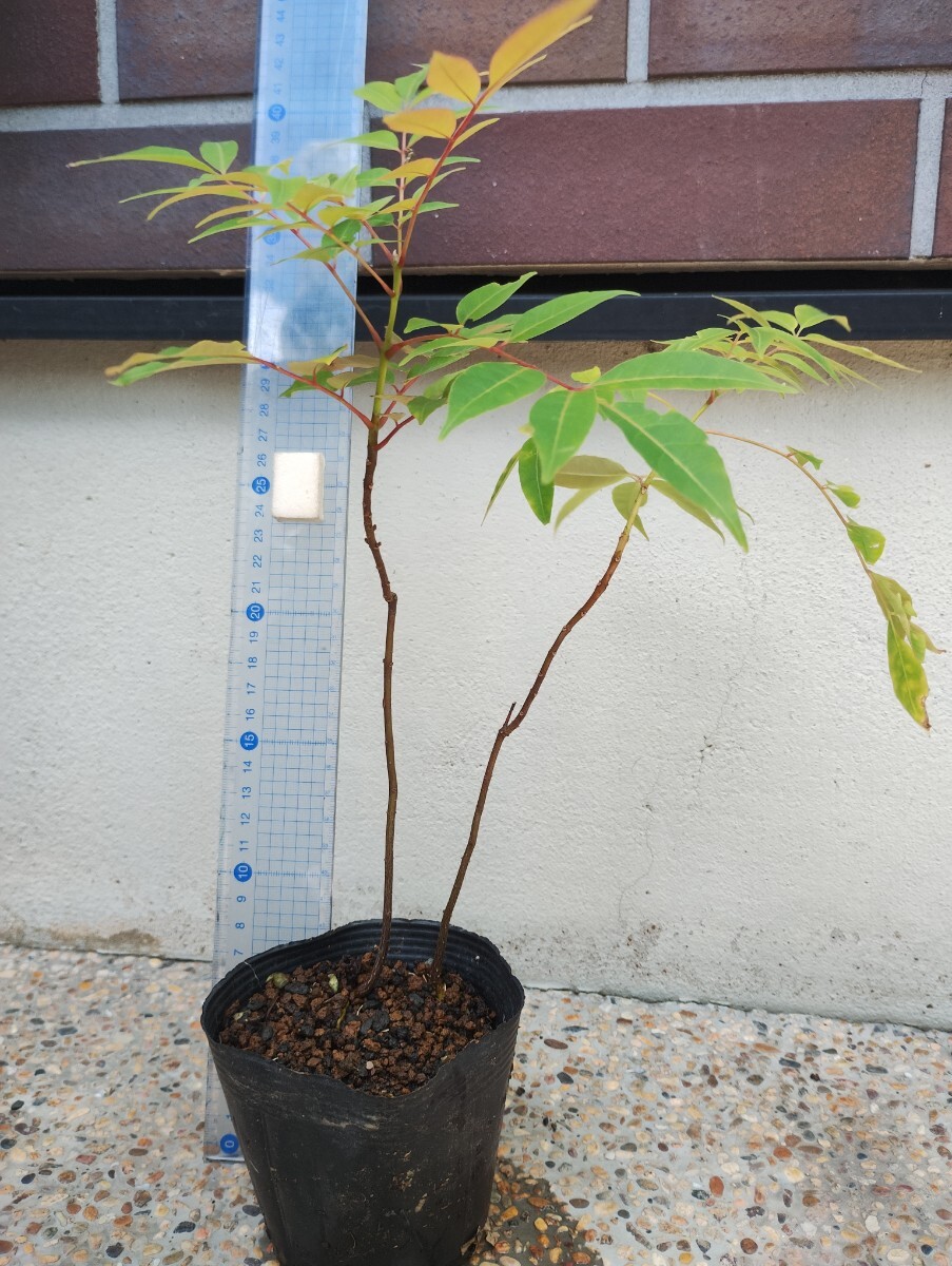 アゲハの飼育に最適ハマセンダン