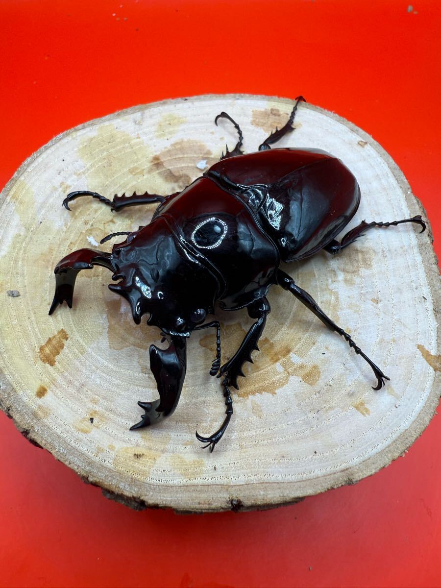 Hide虎［土曜発送限定］タランドゥスオオツヤクワガタ　♂78.9mm ♀52.5mm S2