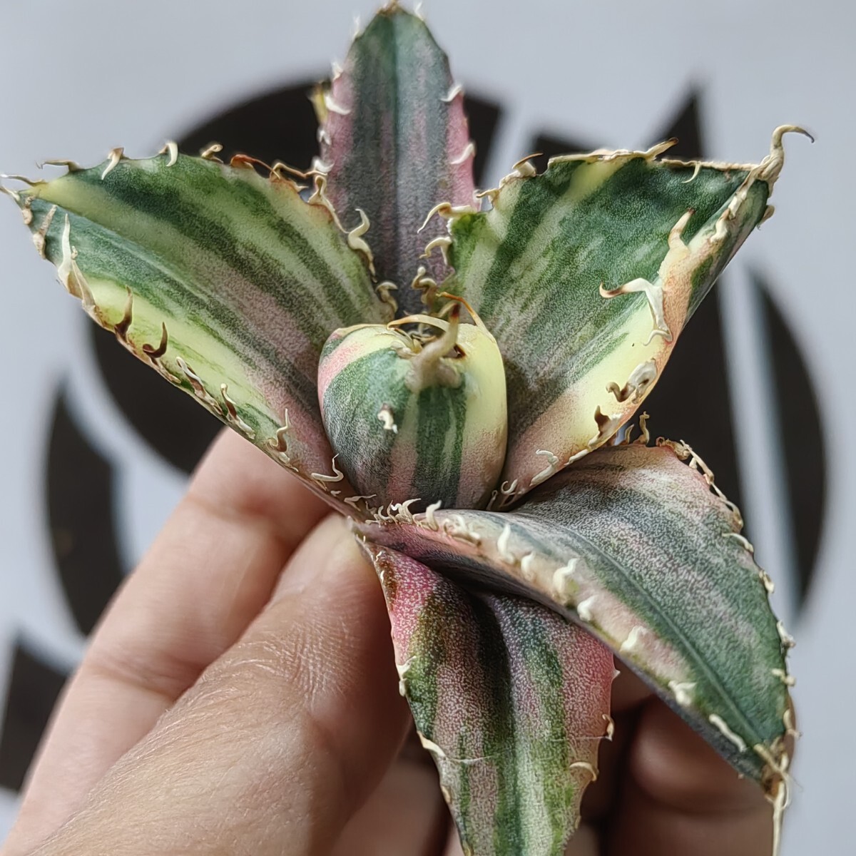 【上澳園芸】 アガベ チタノタ 白鯨錦 縞斑錦 西瓜色 239【上澳園芸】 アガベ Agave チタノタ 白鯨錦 縞斑錦(永久斑