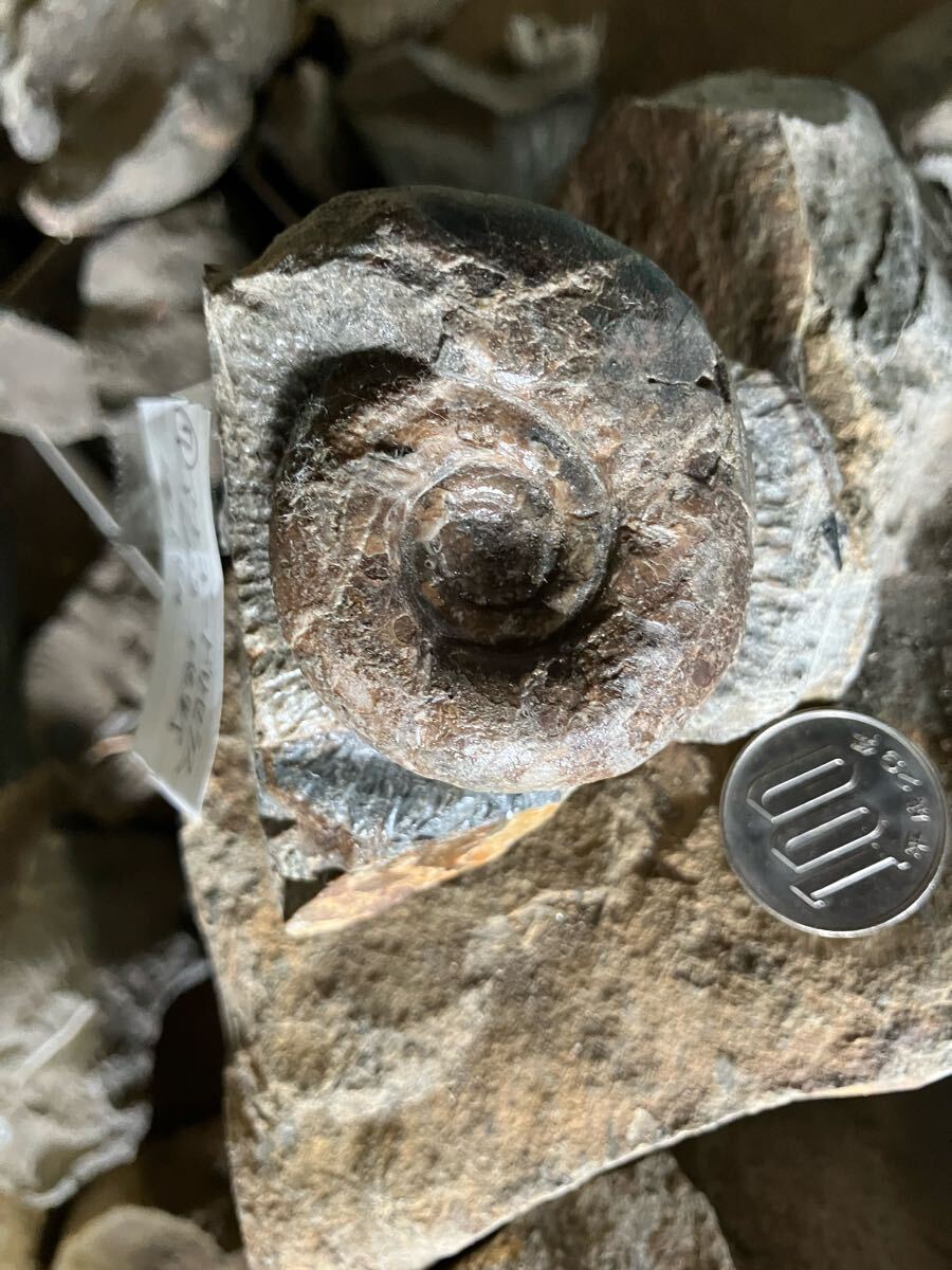 化石　アンモナイト　アナゴードリセラス　地野_画像5