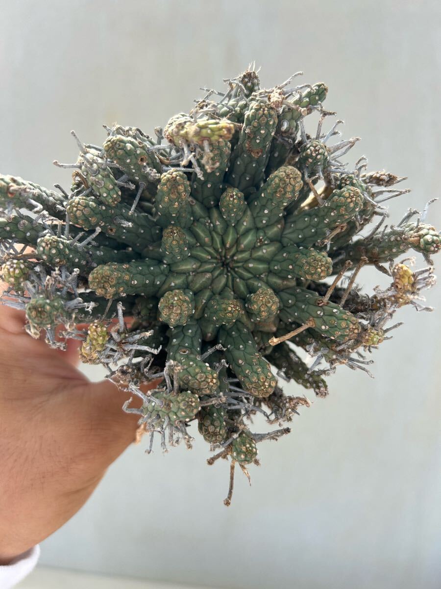 【新着抜き苗】ユーフォルビア　フスカ④