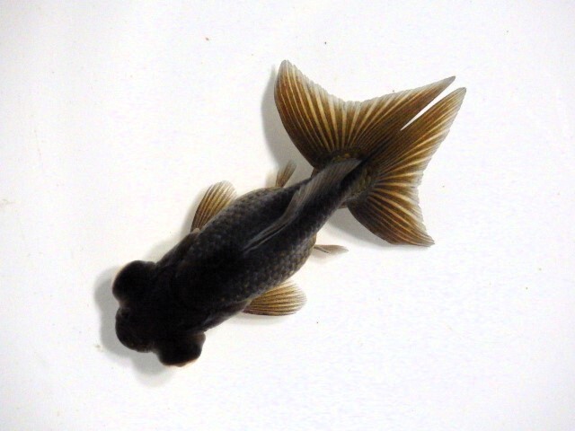 黒蝶尾(浜松 二橋養魚場産)。25。601 性別不詳 7.5cm_画像1