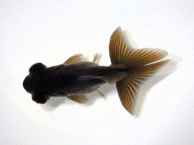 黒蝶尾(浜松 二橋養魚場産)。25。601 性別不詳 7.5cm_画像2