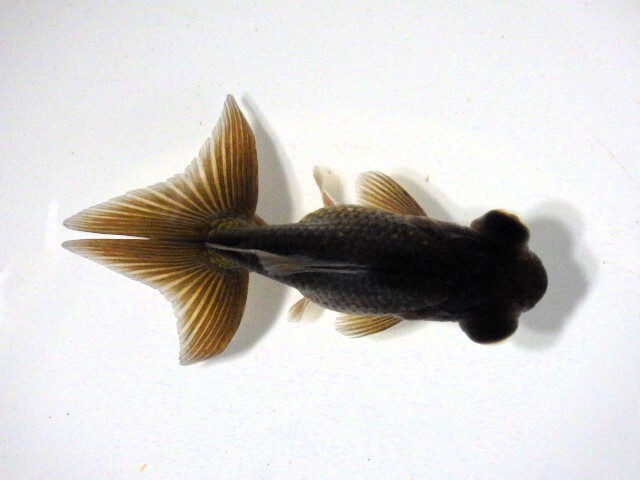 黒蝶尾(浜松 二橋養魚場産)。25。601 性別不詳 7.5cm_画像3