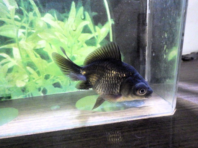 黒蝶尾(浜松 二橋養魚場産)。25。601 性別不詳 7.5cm_画像5