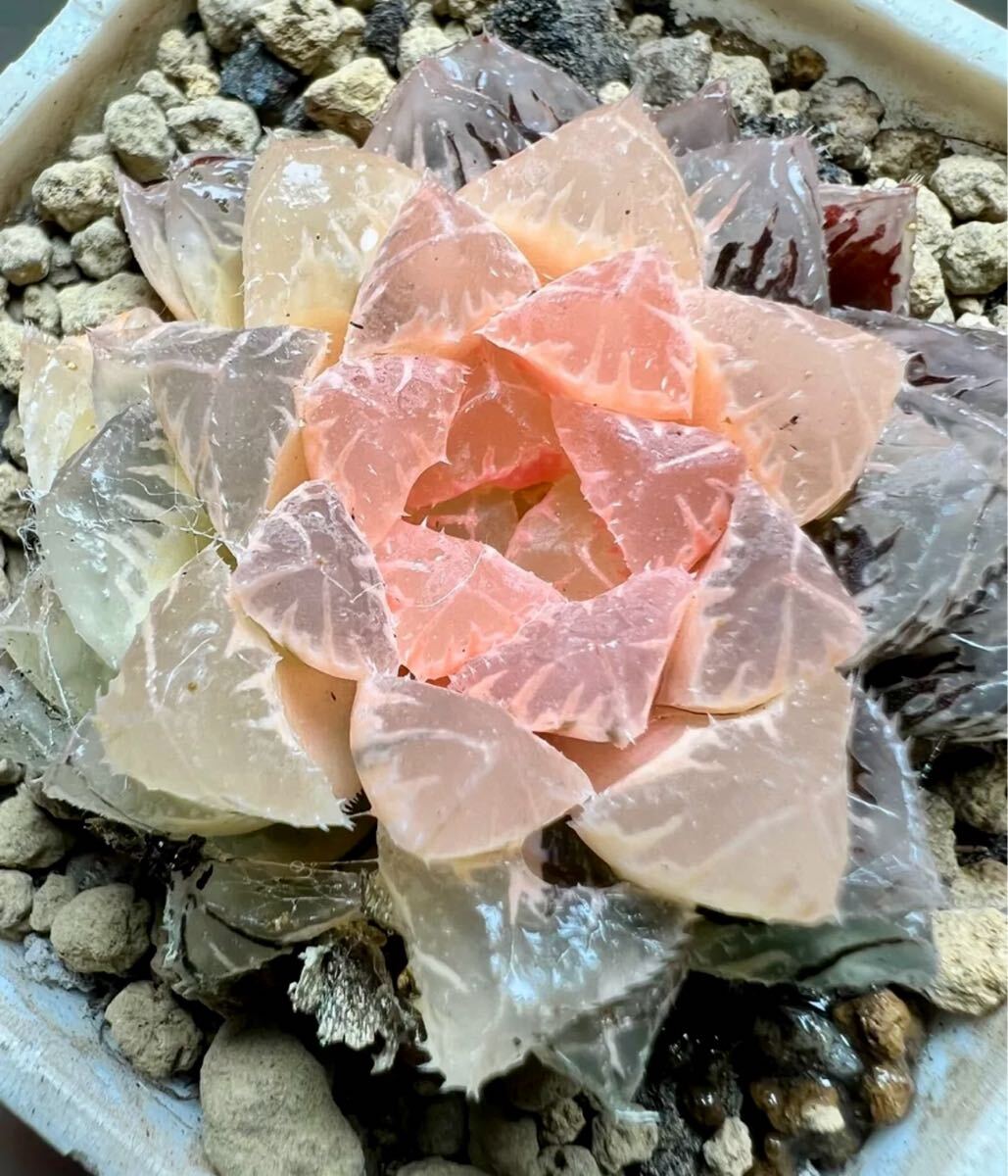 多肉植物 ハオルチア 蜜璃姫オブツーサ錦 超美品 鮮明錦 糊斑 1株限り 多肉植物 ハオルチア 蜜璃姫オブツーサ錦 超美品 鮮明錦 糊斑 1