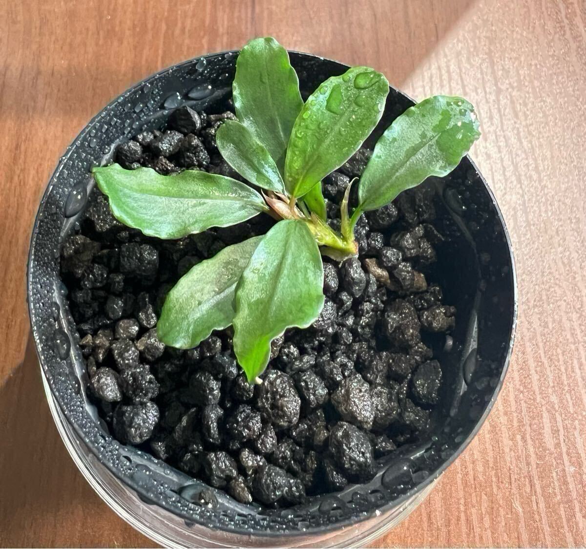 【AZ便】Bucephalandra sp. 彩雲 ［AZX0420-12］ Bucephalandra sp. 