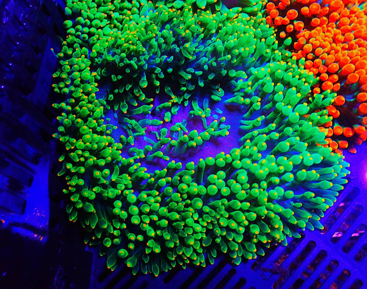 FM！　一発オークション　石垣島産　タマイタダキイソギンチャク　濃グリーン　青　サンゴ　イソギンチャク　（0713）