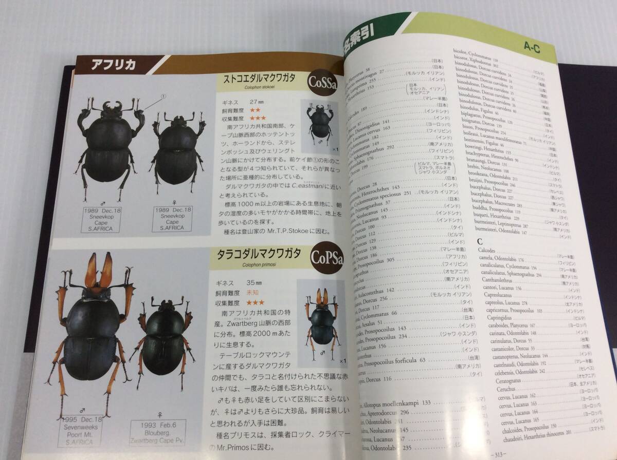 【特装版】世界のクワガタG(ギネス) 西山保典/著 木曜社 図鑑 【D-02】_画像9