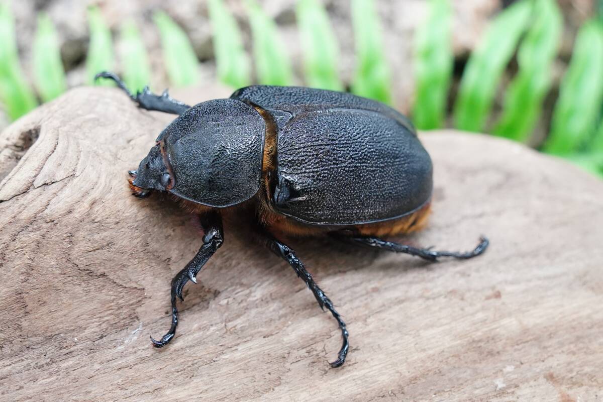 ★YS★ ♀ サタンオオカブト No.5