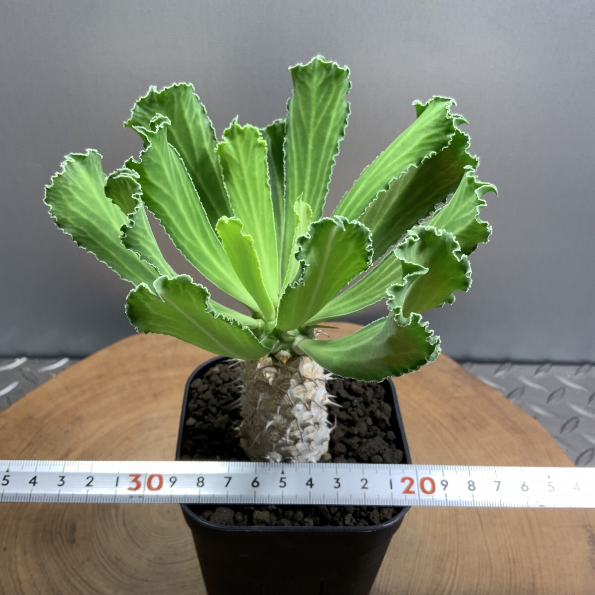 item_image_6