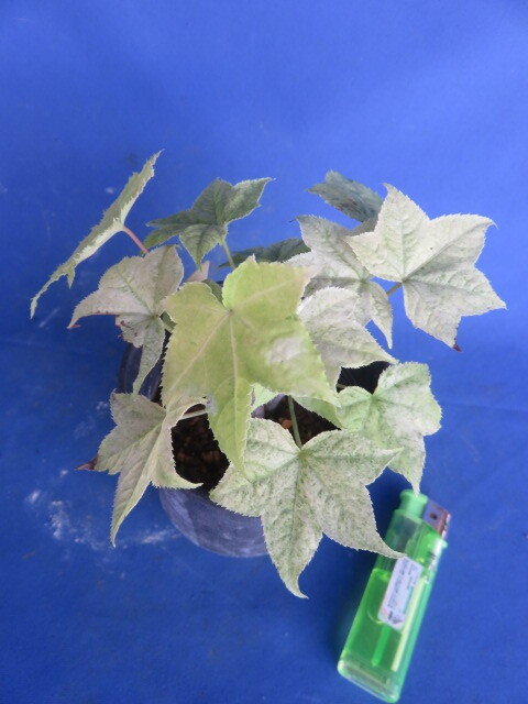 山野草　斑入り　樹木　針桐（ハリギリ）