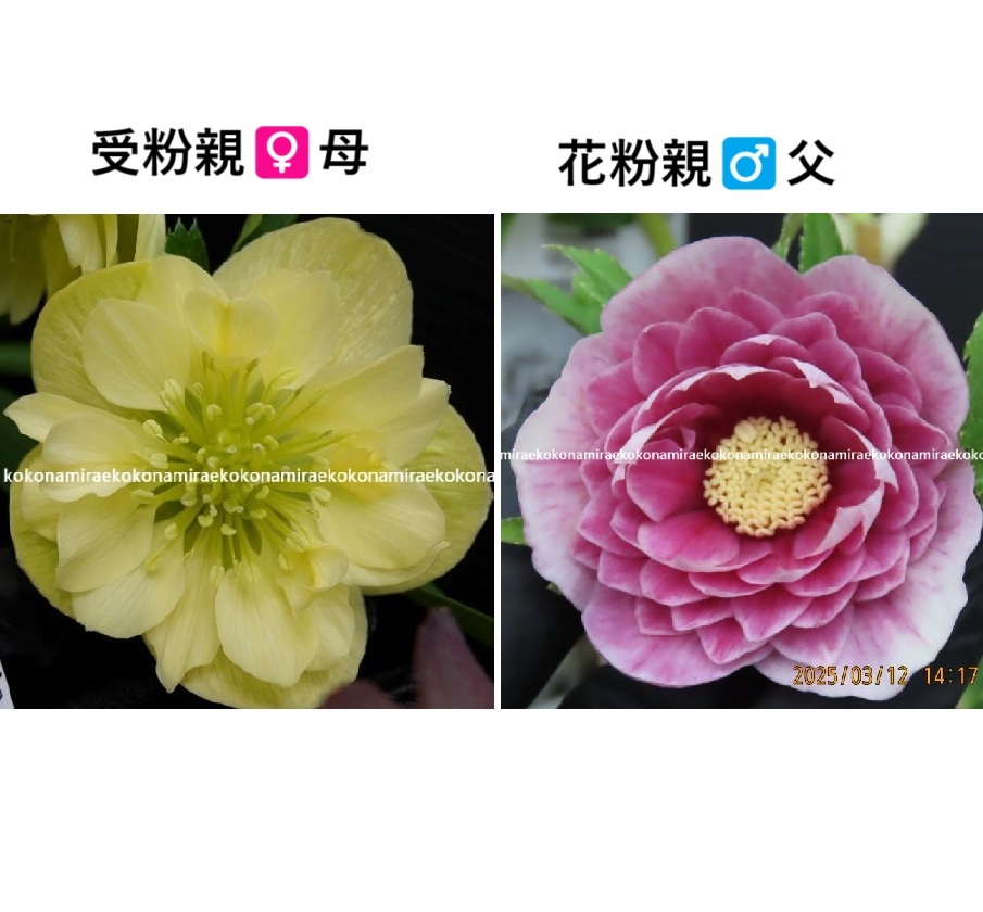 516○種5粒クリスマスローズ 種子♀有香フレグランスかぐや姫の 516○種5粒クリスマスローズ 種子♀有香フレグランスかぐや姫の