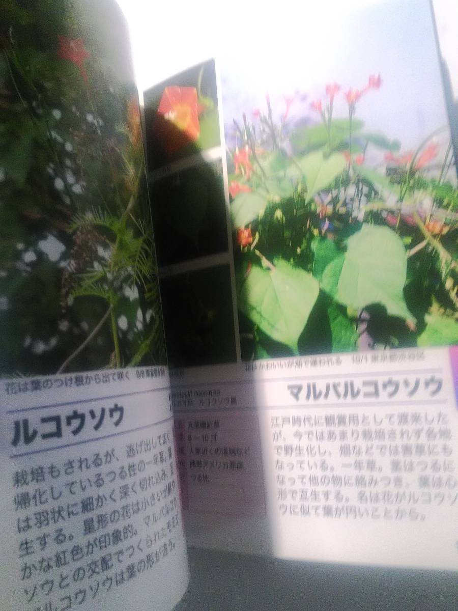 ヤフオク ポケット図鑑 日本の野草300 夏 秋 ヤフオク ポケット図鑑 日本の野草300 夏 秋