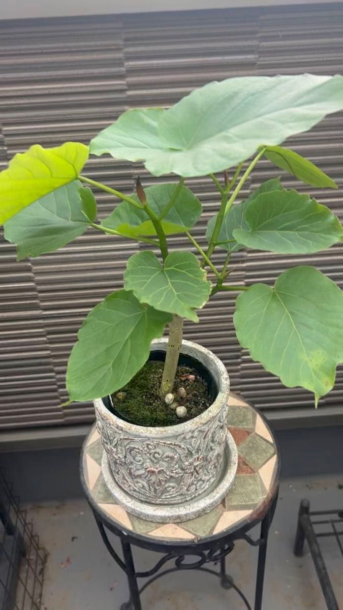 観葉植物 ウンベラータ ビニールポットごと