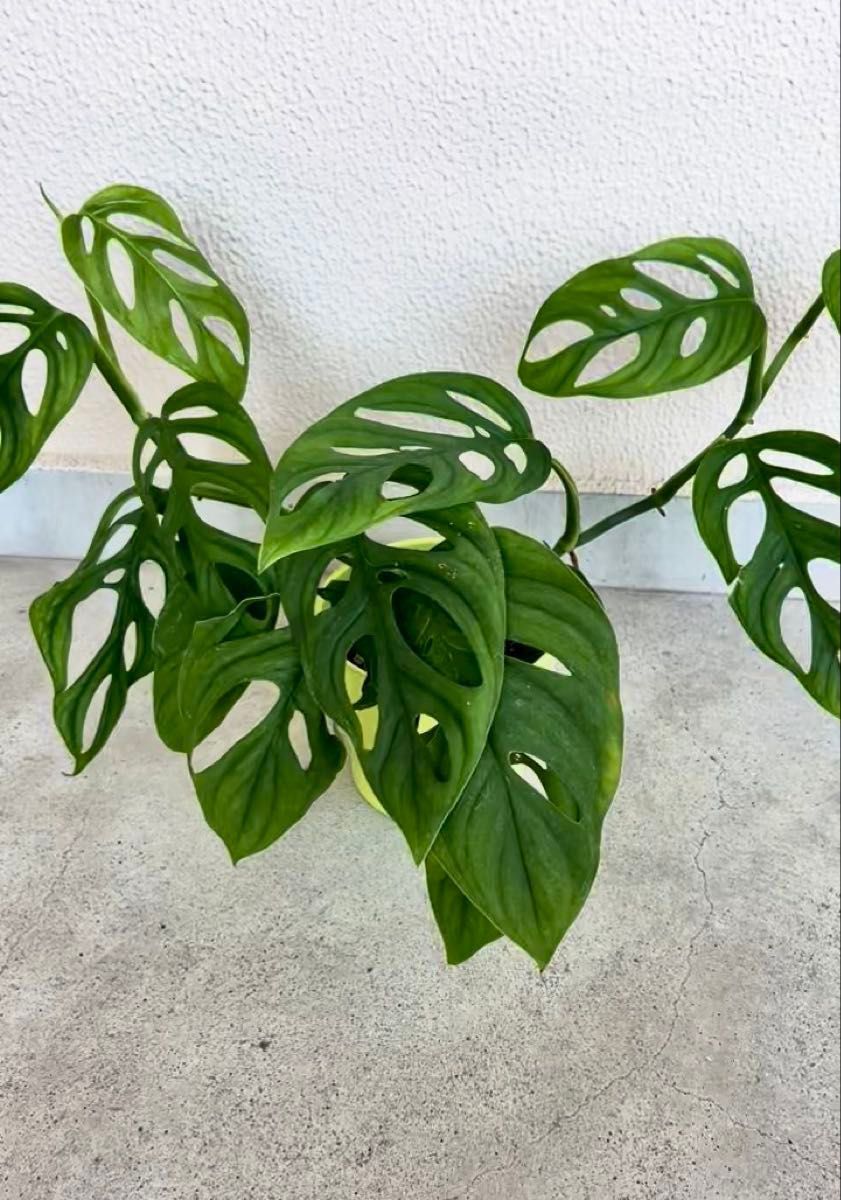 観葉植物 マドカズラ ポットごと