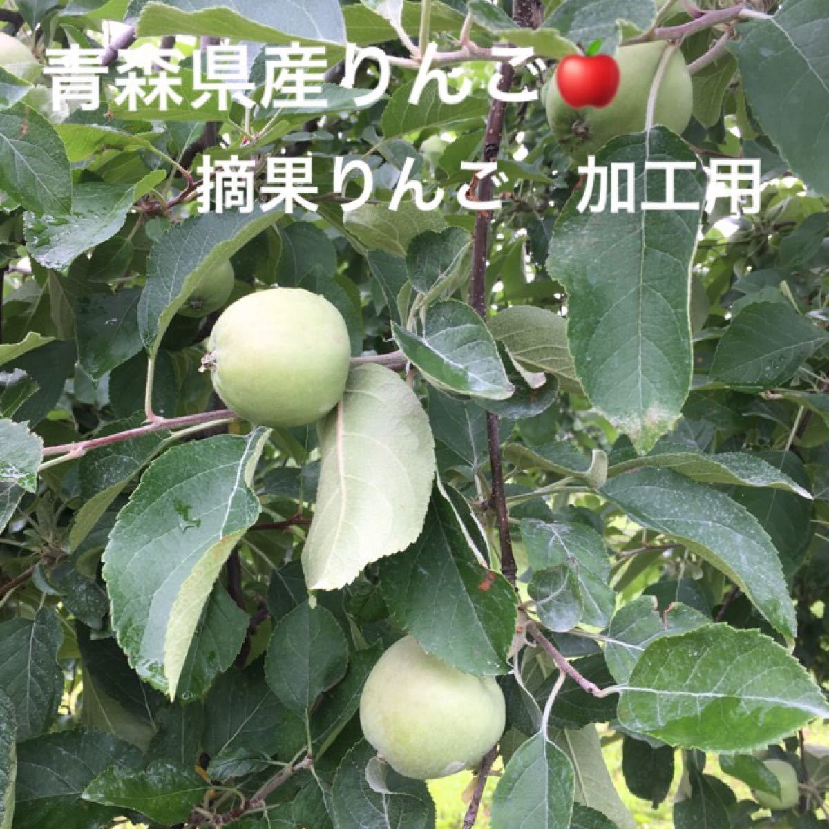 PayPayフリマ｜青森県産りんご 摘果りんご 加工用5キロ