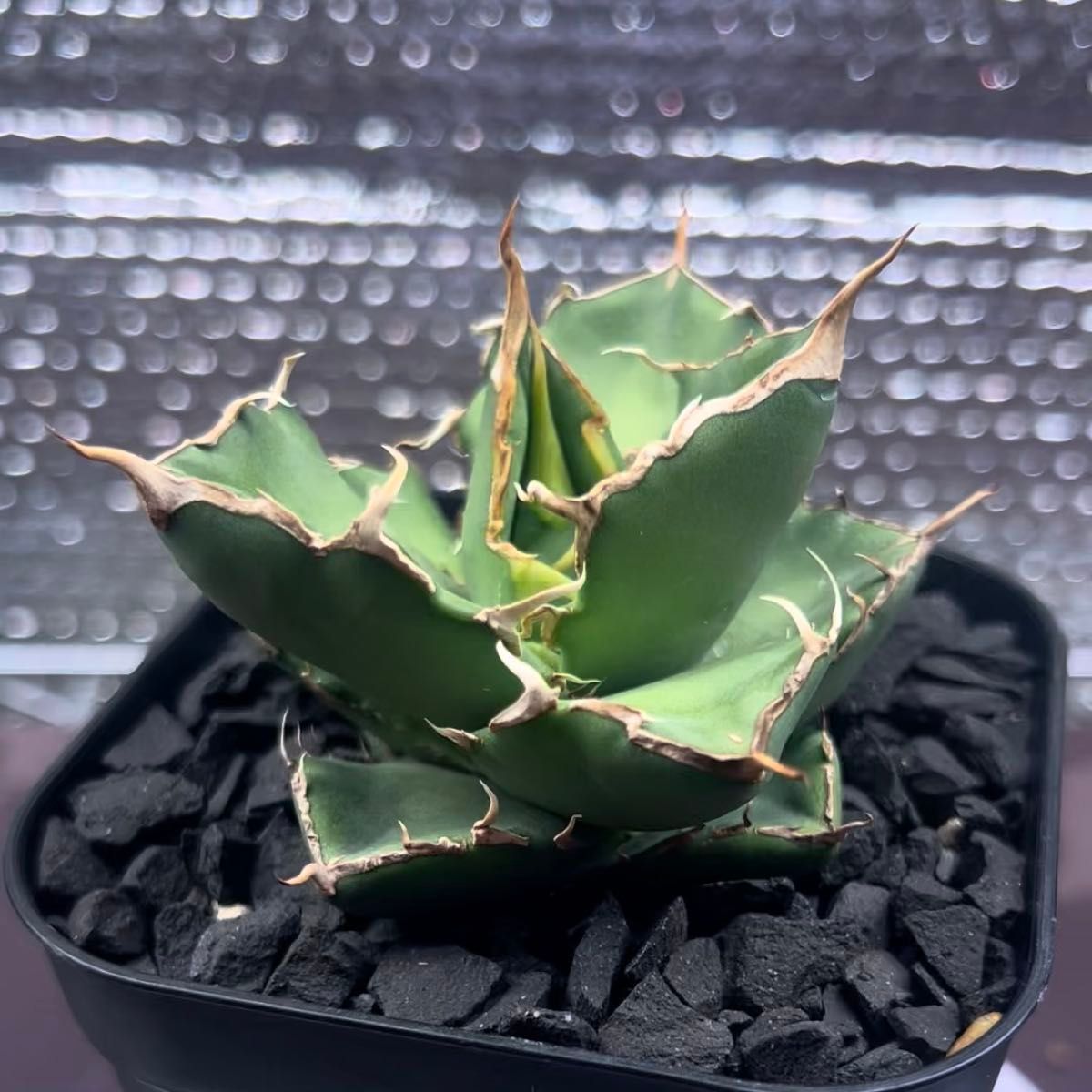 アガベ Agave チタノタ titanota FO-022 金鑽 ゴールデンダイヤモンド 子株 1-2 鉢のまま発送