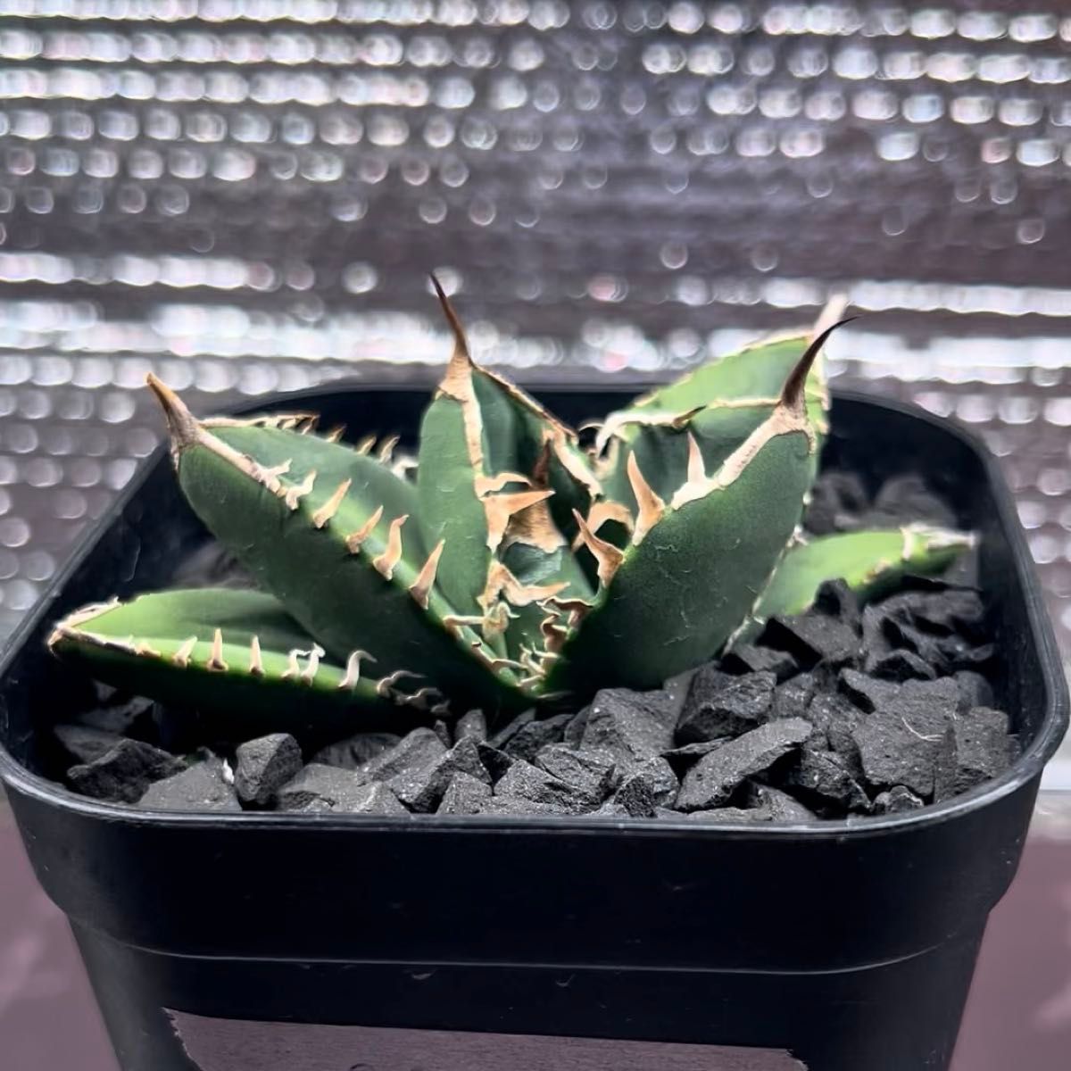 アガベ Agave チタノタ titanota 南アフリカダイヤモンド SAD 子株 1-3 鉢のまま発送