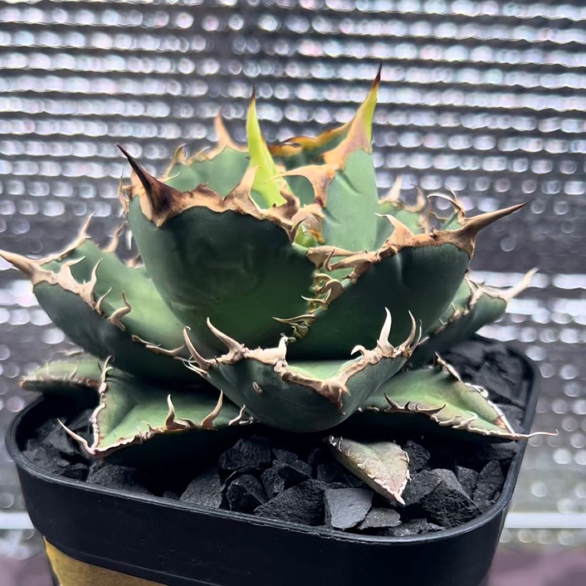 アガベ AGAVE チタノタ titanota FO-76 子株 1-1 鉢のまま発送 ※一部葉に日焼けあり