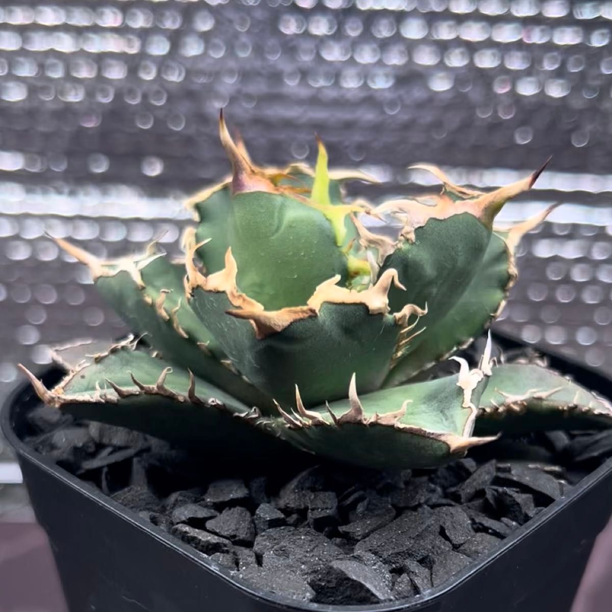 アガベ AGAVE チタノタ titanota シャークソウイ Sharksoui 子株 1-1 鉢のまま発送