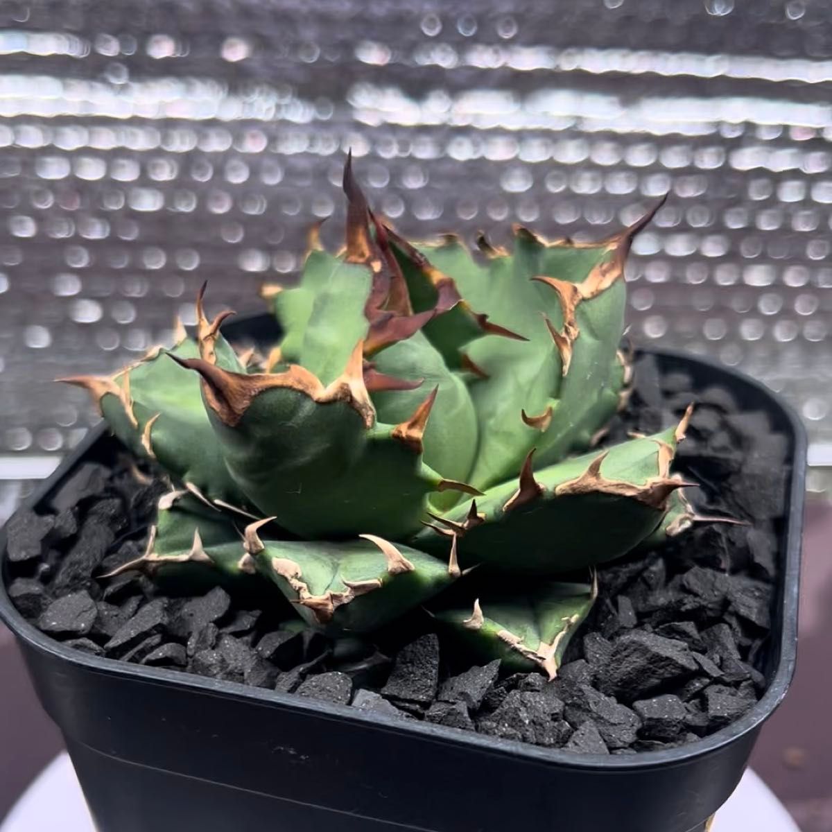 アガベ AGAVE チタノタ titanota 姫厳竜 子株 2-8 鉢のまま発送