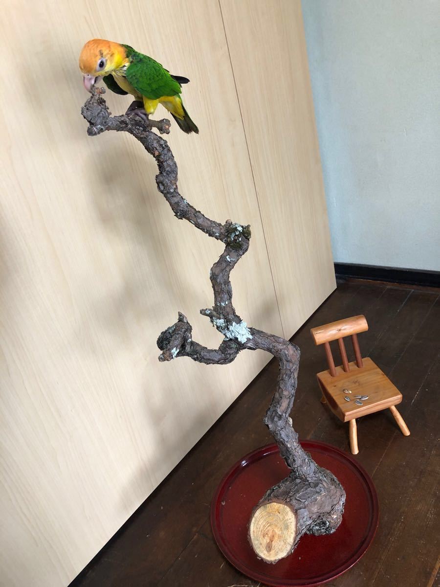 PayPayフリマ|止まり木 インコ 小型猛禽類 パーチ 止まり木 1 PayPayフリマ|止まり木 インコ 小型猛禽類 パーチ 止まり木 1