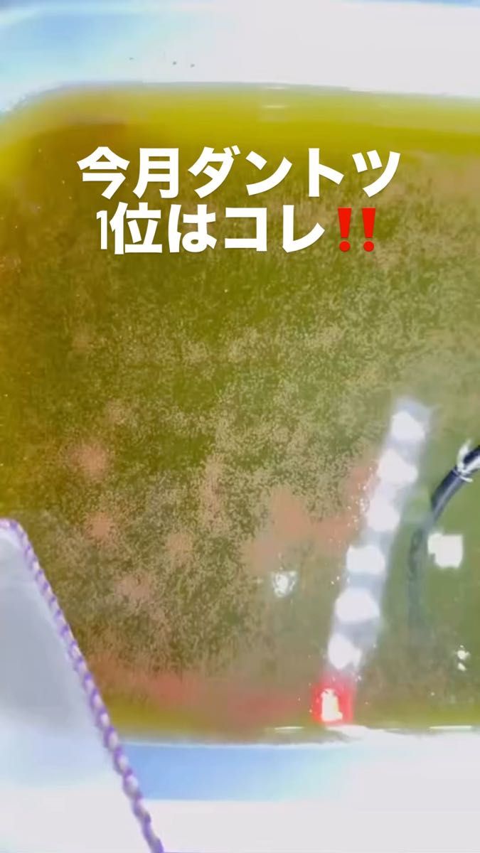 ミジンコ網 角型白網タモMサイズ ブラインシュリンプ めだか 稚魚 紫 紫タモ 選別網 【ヤフセイメダカ】