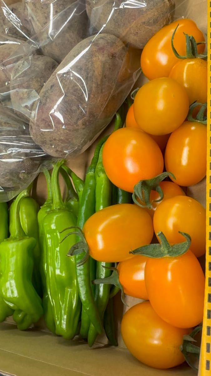 採れたて野菜野菜セット、グランドペチカ、青唐辛子、ししまろ、イエロートマト、箱込み1kg