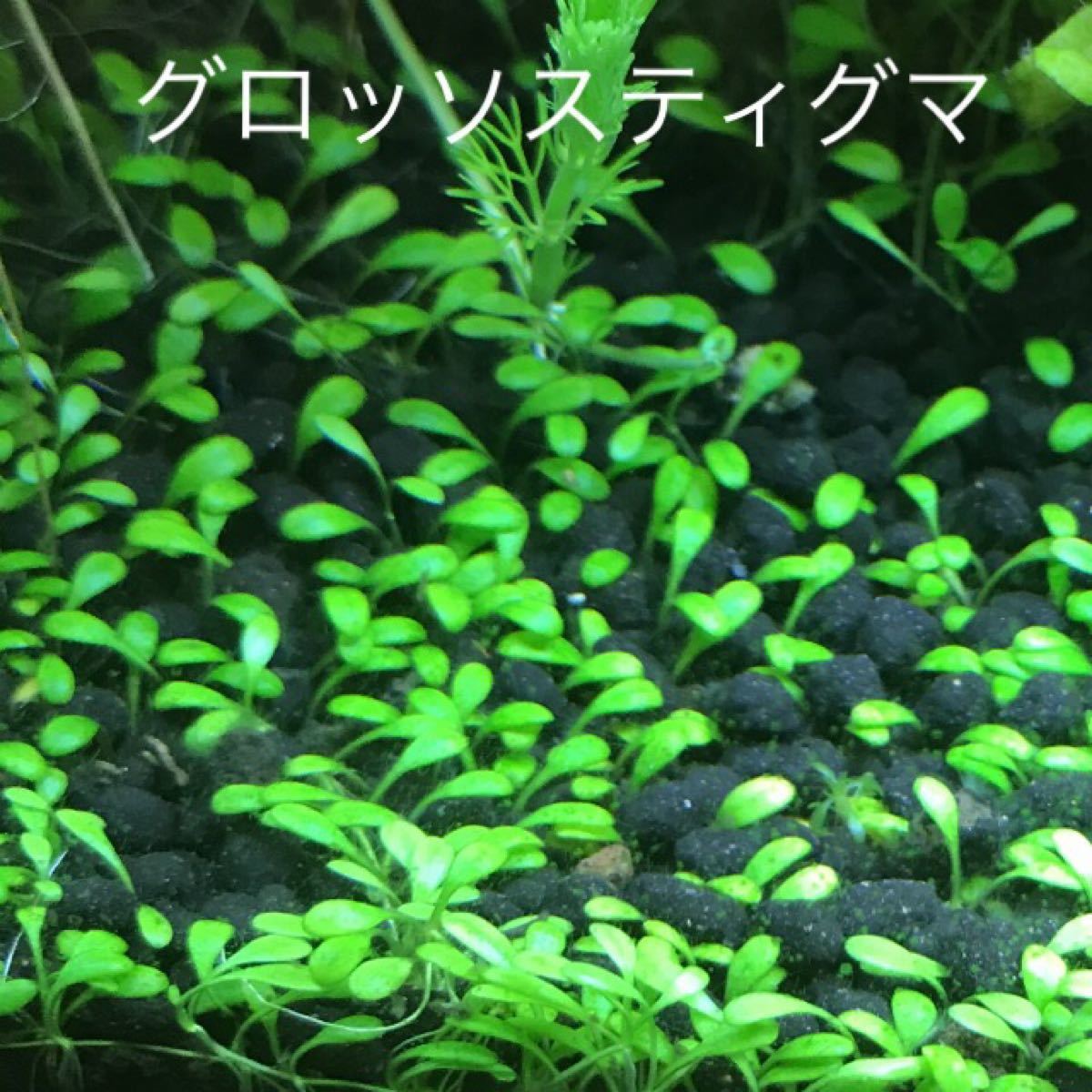 Paypayフリマ 今だけ価格 水草 グロッソスティグマ 100葉 Paypayフリマ 今だけ価格 水草 グロッソスティグマ 100葉