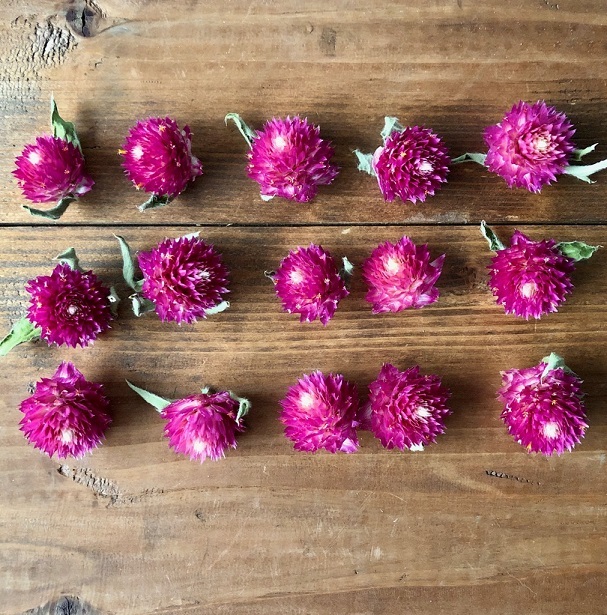 千日紅ヘッド15個 ピンク ラズベリーフィールド ドライフラワー花材　ハーバリウム　リース　ボタニカルキャンドルなどに　星月猫_画像2