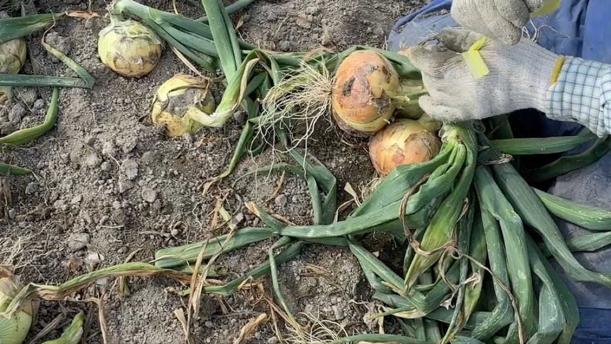 <サラダ専用吊り5kg>淡路島産 小屋吊り玉ねぎ たまねぎ 玉葱 タマネギ