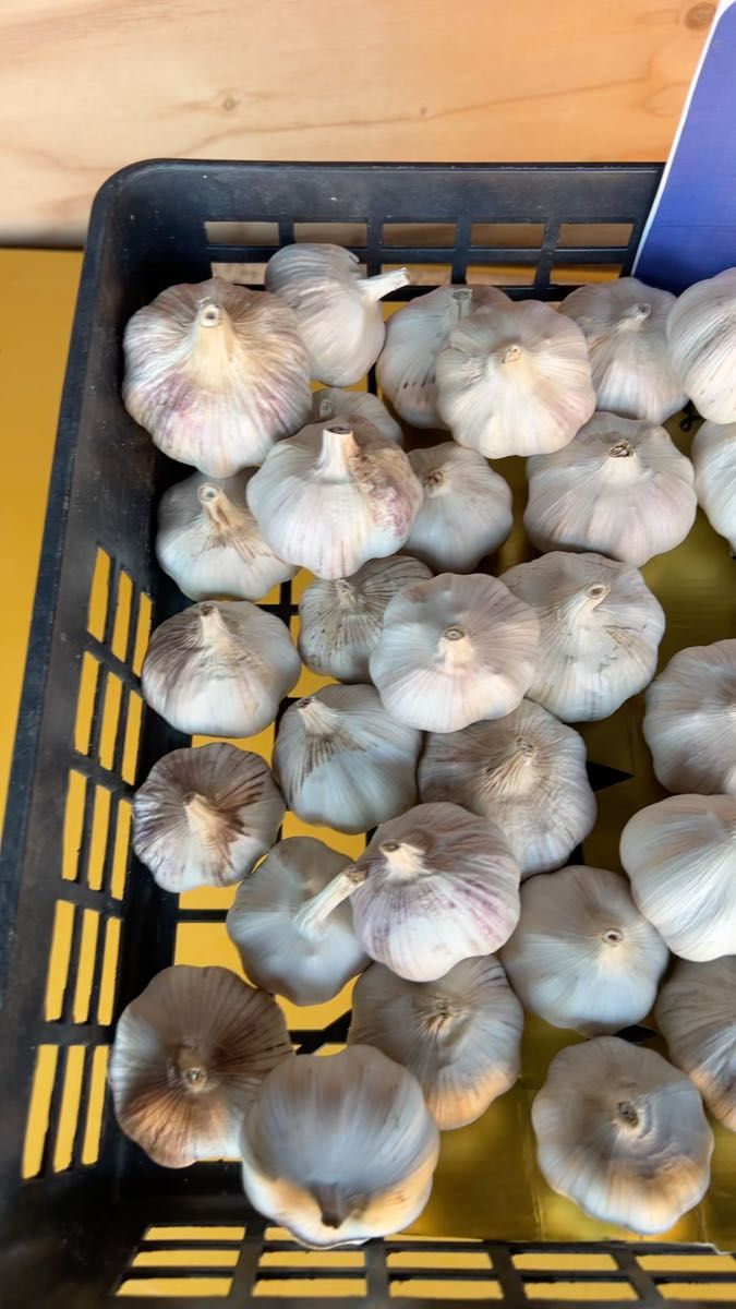 生にんにく3kg 兵庫県産 ⑥