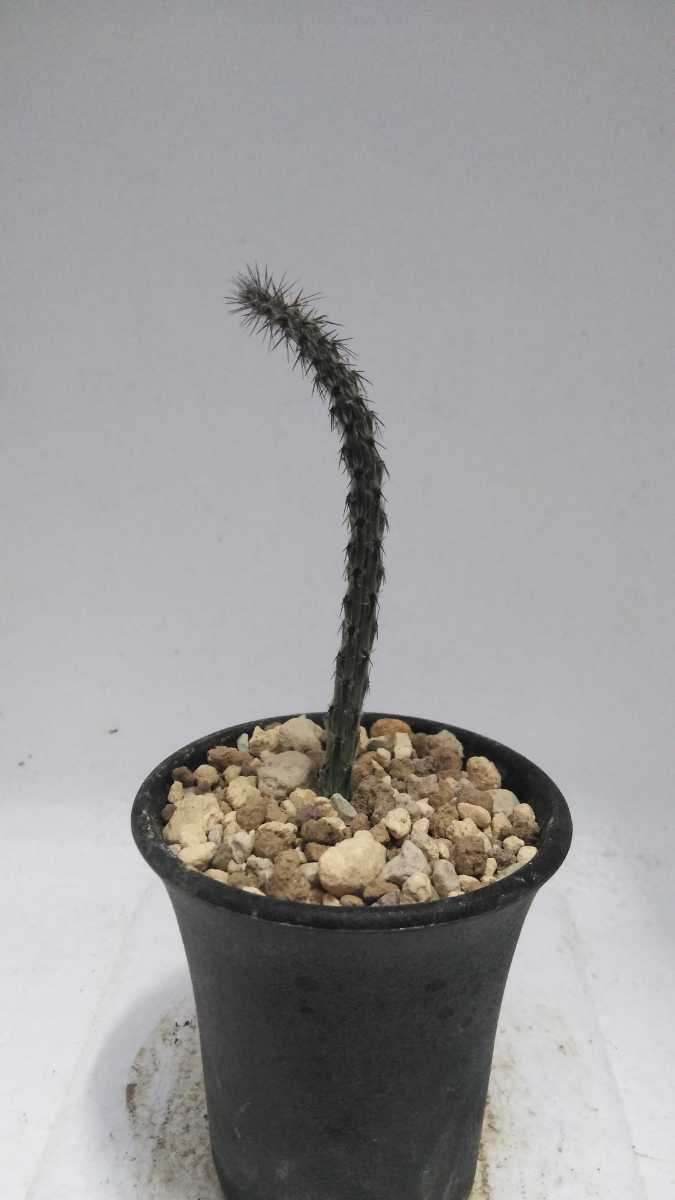 Peniocereus Greggii V Transmontanus アリゾナの夜の女王 Arizona Queen Of The Night 大和魂 送料無料 希少サボテン 多肉植物 Jauce Shopping Service Yahoo Japan Auctions Ebay Japan