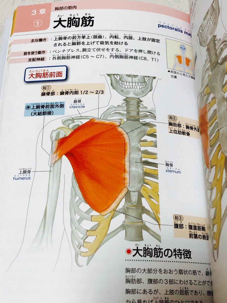 【値下げしました】筋肉の名前としくみ事典 